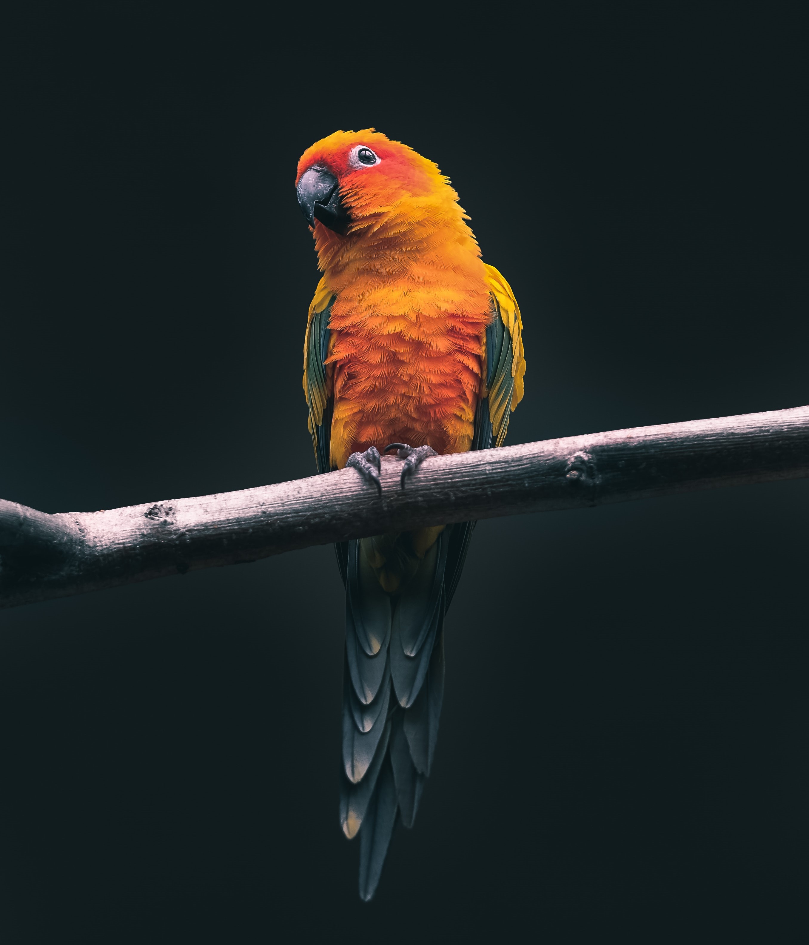 bird
